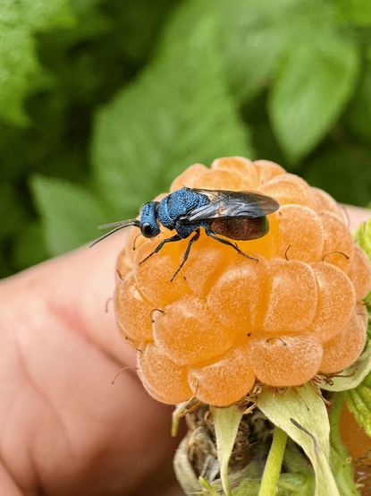 An image of a fly species with a shiny blue upper torso and a violet bottom torso with rainbow like colors.