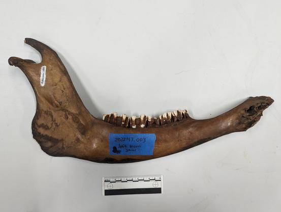 Bison mandible Pope County