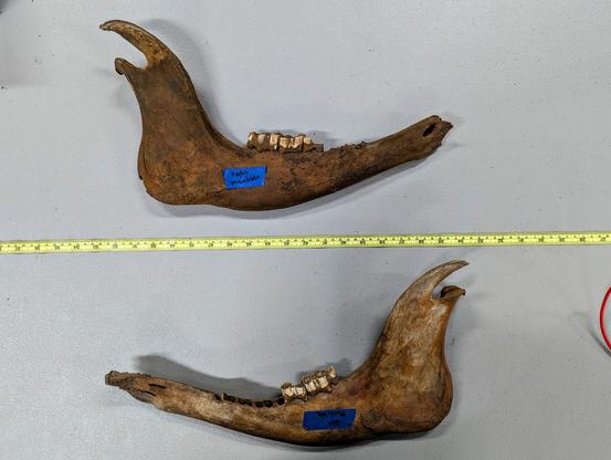 Bison mandibles Pope County