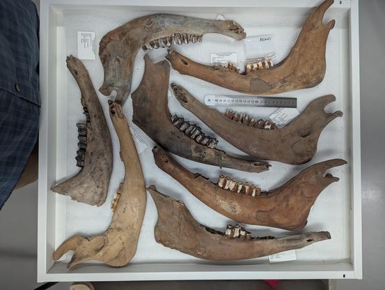 Bison mandibles Melrose Minnesota