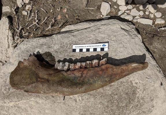 Bison mandible Cottonwood River