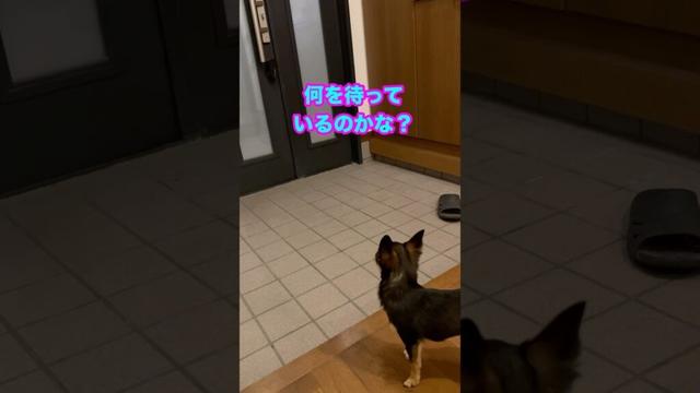 末っ子ルカが走って玄関へ。待っているのは・・？【多頭飼いスムチーず】  #チワワ #chihuahua #愛犬