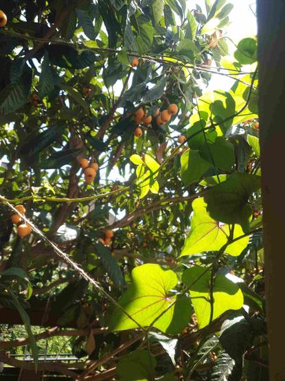 Bibacier en fruits et igname de Chine, à contre-jour