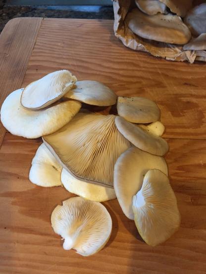 A fresh picking of mushrooms on a wooden table.