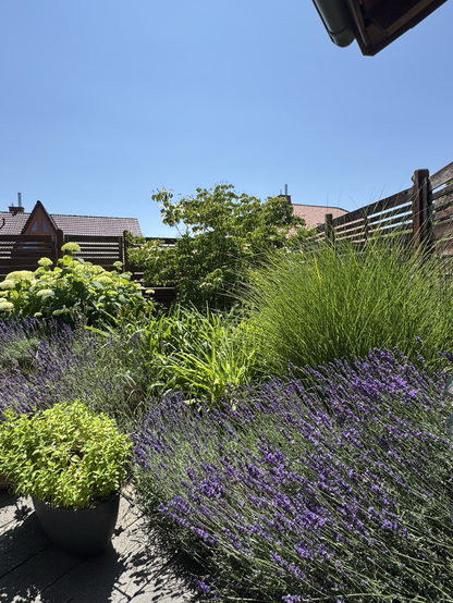 Blühender Lavendel im Garten
