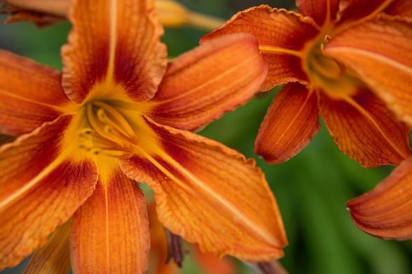 Hemerocallis fulva, wild daylily. On a leafy green BG, parts of three flowers. Each has three petals and three sepals, traffic-cone orange with lighter midrib and deeper burnt-orange areas.