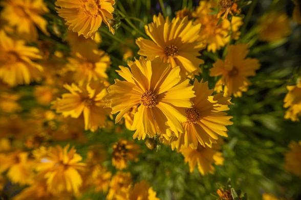 Coreopsis cv, Tickseed. On a leafy green BG, many golden yellow daisy-like flowers with triangular petals. A few have gone to seed.
