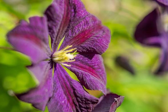 Clematis 'Jackmanii' (George Jackman, 1862). On a leafy green BG, a deep purple six-petalled flower. Each petal has a deep red-violet midrib. The center is pale yellow filaments.