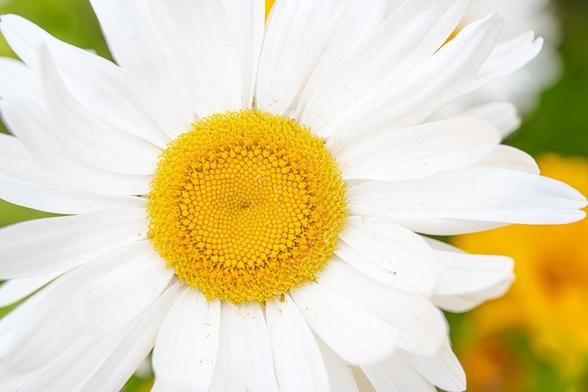 Leucanthemum x superbum, Shasta Daisy. A huge daisy flower, with golden center and long white petals. In the BG some leaves and Coreopsis.
