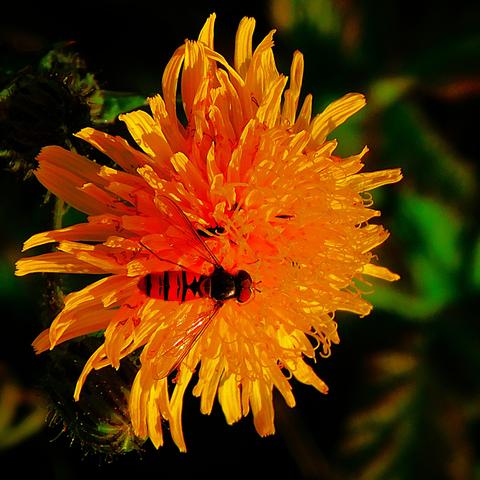 A fly that has evolved to mimic bees/ wasps rests on the head of a dandelion.