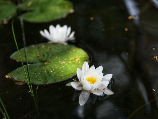 Water lilies on a lake