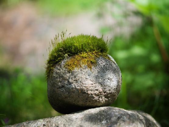 A round stone with thick moss on top