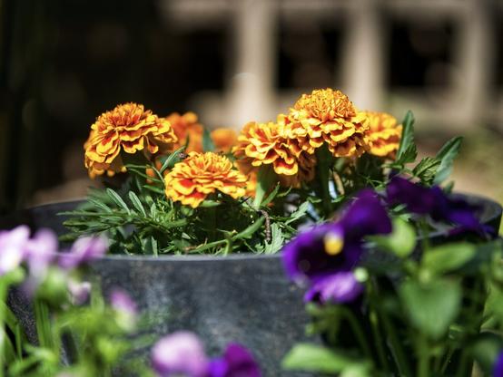 Various garden flowers