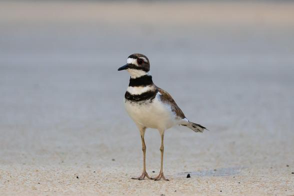 Killdeer, a small bird with a white chest and black stripes around the face, neck and chest, standing against a cream-colored background.