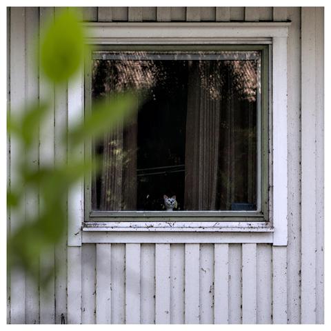 En fyrkantig bild på ett fyrkantigt fönster med vit ram på en vit trävägg. I fönstret står två små figurer, en vit katt och svart hund som knappt syns. Tjocka, randiga, mörka gardiner på båda sidor och lite otydliga reflektioner av tak och träd. I förgrunden kryper gröna blad på en gren in från vänster.
