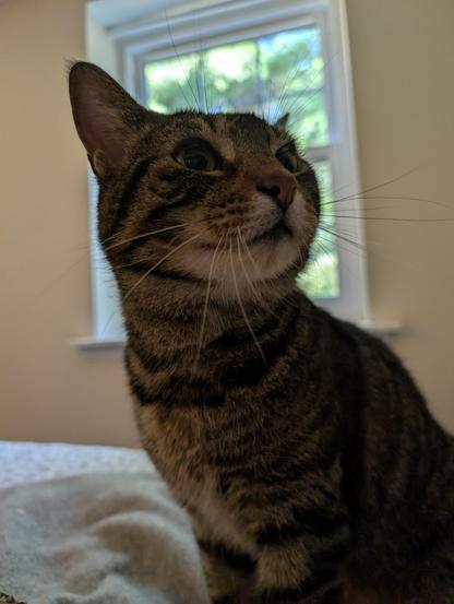 A brown tabby cat with long whiskers sits on a grey blanket and looks to the right with a window behind her