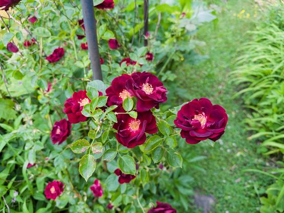 Single, crimson red rose blooms.