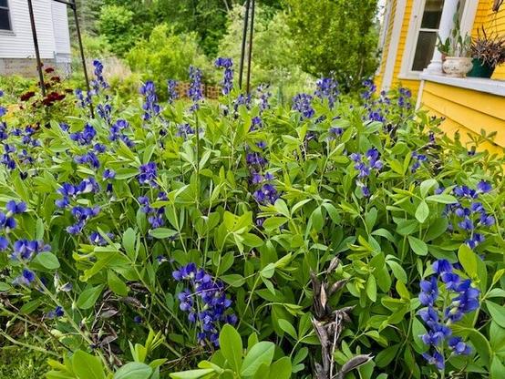 Deep blue flower spikes in a garden.