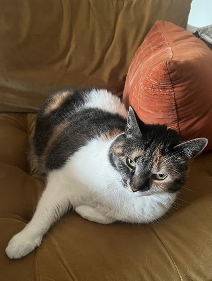 Calico cat is lounging on a golden-colored couch beside an orange pillow. Her expression gives of vibes of “yeah that is not gonna happen”