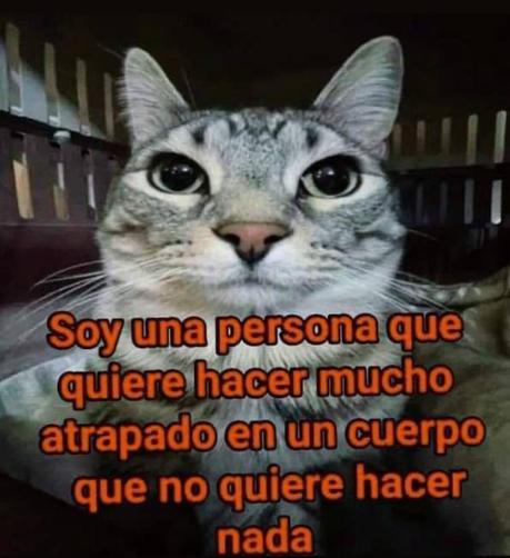 Se ve un gato gris atigrado con expresión de poco entusiasmo. El texto dice: soy una persona que quiere hacer mucho, atrapado en un cuerpo que no quiere hacer nada