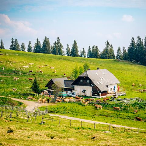 Auf dem Bild ist eine idyllische ländliche Szene zu sehen. Im Vordergrund und Mittelgrund befindet sich eine traditionelle große Almhütte mit schwarzem Dach und mehreren Fenstern. Davor stehen ein paar Autos. Um das Haus herum weiden zahlreiche Kühe auf einer saftig grünen Wiese. Einige Zäune und Wege strukturieren die Landschaft zur Viehhaltung und Orientierung. Im Hintergrund erstreckt sich eine große grüne Weide, die von einem Wald aus hohen Tannen oder Fichten begrenzt wird. Der Himmel ist größtenteils klar mit ein paar Wolken, was auf einen schönen Frühlingstag hindeutet. Insgesamt wirkt das Bild sehr ruhig, natürlich und typisch für eine Alm im Alpenraum.