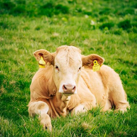 Auf dem Bild ist ein junges, hellbraunes Kalb zu sehen, das entspannt im grünen Gras liegt. Es blickt direkt in die Kamera, was dem Bild eine ruhige und zugleich persönliche Atmosphäre verleiht. Das Kalb hat helles, fast cremefarbenes Fell. In beiden Ohren trägt es gelbe Ohrmarken. Der Hintergrund besteht aus sattem, grünem Gras mit einzelnen kleinen Pflanzen, typisch für eine Weidefläche. Die Lichtverhältnisse sind hell, aber nicht zu sonnig – es wirkt wie ein leicht bewölkter oder später Nachmittag. Das Bild strahlt Ruhe und Natürlichkeit aus und vermittelt einen authentischen Eindruck vom Leben auf dem Land.