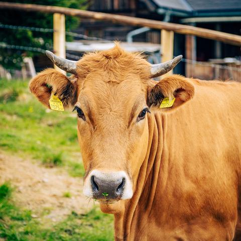Auf dem Bild ist eine ausgewachsene, hellbraune Kuh zu sehen, die direkt in die Kamera schaut. Sie steht auf einer grasbewachsenen Fläche nahe einem Bauernhof. Die Kuh hat ein gleichmäßig hellbraunes bis goldbraunes Fell. Sie besitzt zwei kurze, leicht gebogene Hörner. In beiden Ohren sind gelbe Ohrmarken angebracht. Die Kuh schaut ruhig, fast neugierig in die Kamera. Aus ihrem Maul hängt ein kleines grünes Grashälmchen, was auf frische Weidehaltung hindeutet.  Im Hintergrund sind Teile eines Bauernhofs zu sehen – Holzzäune, ein Gebäude mit Holzverkleidung und ein paar Drähte (möglicherweise Elektrozäune). Das Bild vermittelt eine friedliche ländliche Atmosphäre und zeigt eine gesunde Kuh in natürlicher Umgebung. Der Fokus liegt klar auf dem Tier, besonders auf seinem Gesichtsausdruck.