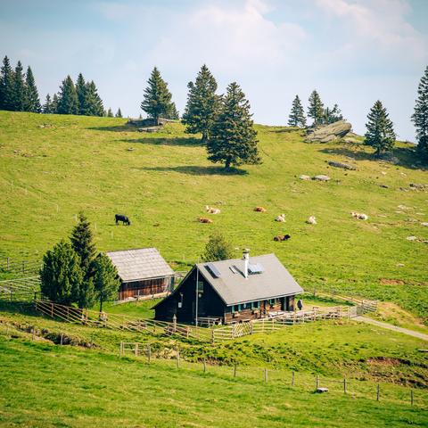 Auf dem Bild ist eine idyllische ländliche Szene zu sehen. Im Vordergrund und Mittelgrund befindet sich eine traditionelle kleine Almhütte mit einer kleinen Scheune. Hinter der Hütte weiden zahlreiche Kühe auf einer saftig grünen Wiese. Einige Zäune und Wege strukturieren die Landschaft zur Viehhaltung und Orientierung. Im Hintergrund erstreckt sich eine große grüne Weide, die von einem Wald aus hohen Tannen oder Fichten begrenzt wird. Der Himmel ist größtenteils klar mit ein paar Wolken, was auf einen schönen Frühlingstag hindeutet. Insgesamt wirkt das Bild sehr ruhig, natürlich und typisch für eine Alm im Alpenraum.
