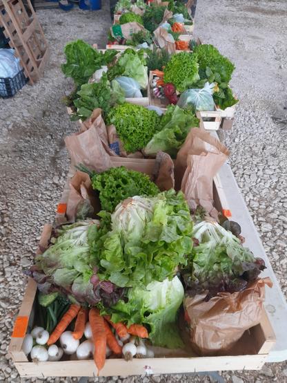 Des cagettes numerotées sur des palettes. Il y a des légumes (carottes salades, fèves pommes de terre, blettes, betterave, courgettes...) dans les cagettes.