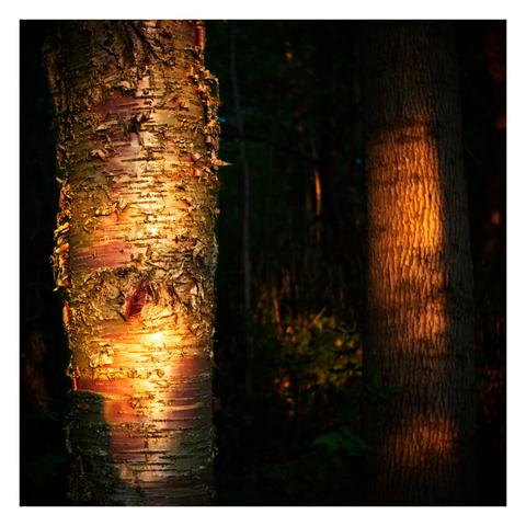 Close up of two tree trunks, one in shadow, one illuminated by the fading sun.