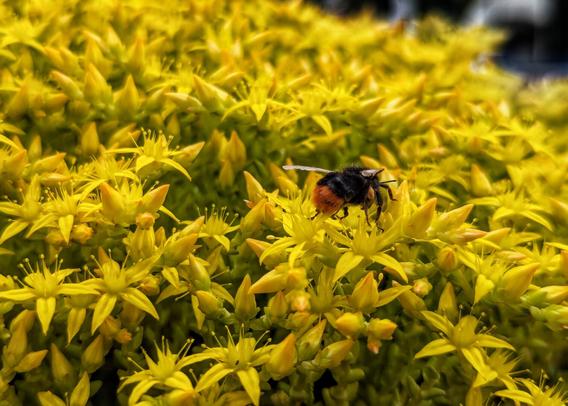 A striking close-up of a bumblebee with a vibrant orange-red tail, foraging amongst a dense cluster of bright yellow Sedum acre flowers. The bee is positioned centrally, with its fuzzy black body and distinctive tail clearly visible. The tiny, star-shaped yellow flowers dominate the frame, creating a rich texture and colour. The background is softly blurred, keeping the focus squarely on the bee and the intricate details of the flowers.