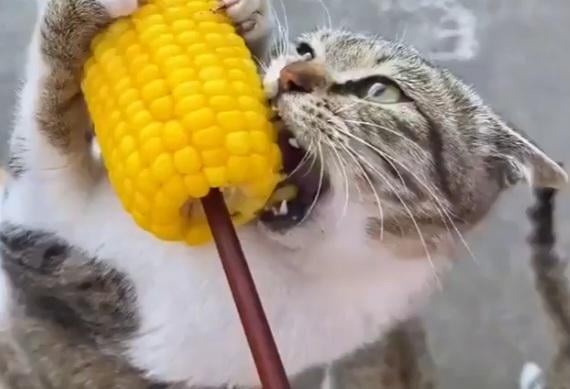Tabby cat biting a corn on the cob skewered on a stick.