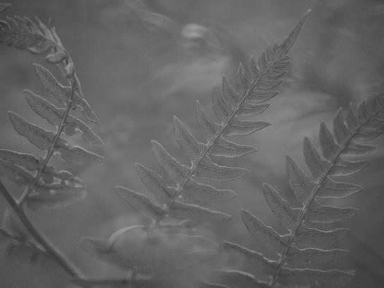 Black and white photograph showing three fern stems in the foreground stretching in different directions. The background is blurred.