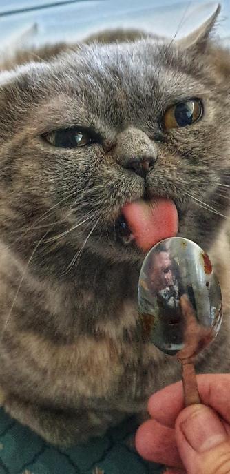 Cat licking yeast extract from a spoon