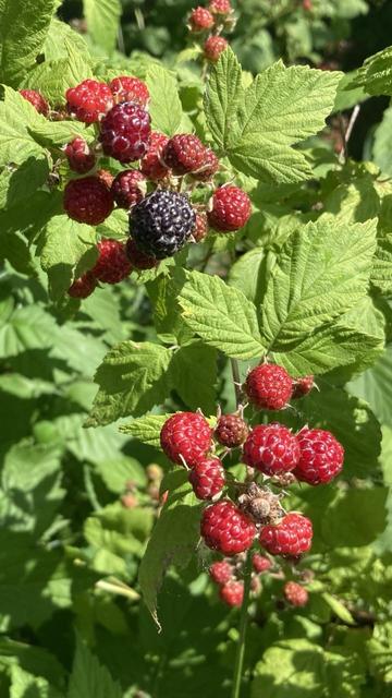 Two clusters of bumpy little berries seen against light-green, three-part leaves.   Most of the berries are bright red (not ripe), but one berry is a shiny black.  A ripe one!