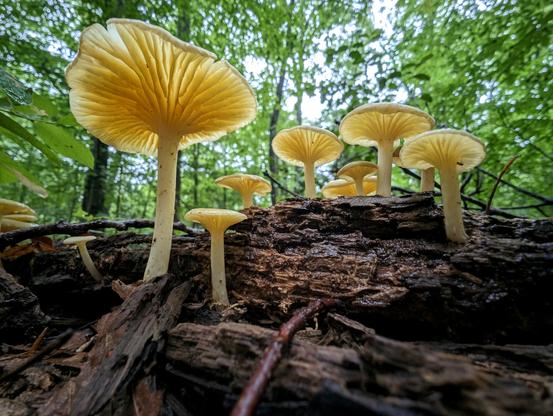 An up the skirt shot of a cluster of golden yellow mushrooms growing out of a decaying log. There are nine mushrooms in the photo, and the light is shining through their translucent gills underneath the caps. Species unknown. Behind the mushrooms there are lots of green trees in the background.