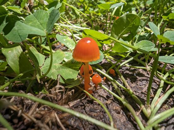 A shot looking down at teeny tiny, bright orange mushrooms growing out of the ground in a clover patch. The mushrooms are only a few millimeters tall, and the surrounding clover leaves look giant in comparison. These mushrooms are growing in a cluster, with three together and two very tiny ones right behind them. Species unknown. They have shiny orange caps with a slight flare at the base.