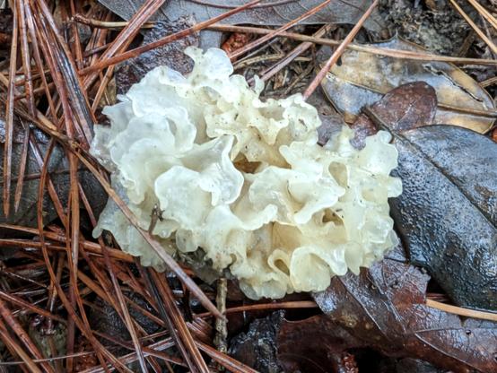 A photo of a small crystal jelly fungus growing out of leaf litter on the ground. This mushroom was about 3 inches long and is clear/milky white in color. The mushroom has many gelatinous wrinkled folds and sort of resembles the folds of a brain.