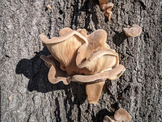 A photo taken of a hairy oyster mushroom growing out of a tree on a sunny day. The photo has a few smaller mushrooms and one larger one in the center, all a light brown/tan color. The tops of the mushrooms are hairy/fuzzy (hence the name), and the bottoms have beautiful narrow gills that are very close together. Behind the mushrooms there is tree bark.
