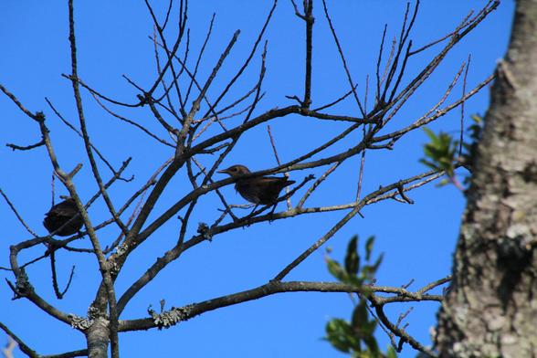 A blue sky is criss-crossed with many dark twigs and small branches. One small bird is perched and seen from behind. It is very dark and is mainly a silhouette. In the center of the image is a similar bird, facing left. It has dark gray or black head, with a black bill and black eye. Because it's in shadow, the belly and breast of the bird is very dark, but may be slightly streaked. The rest of the bird is dark gray or black. Some gray-green lichen is splotched about the larger branches.