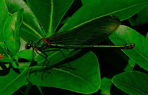 A green bodied dragonfly with netlike wings balances on a shiny green leaf. All six legs can be seen in this shot.