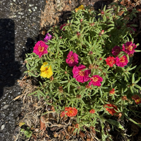 Portulaca flowers