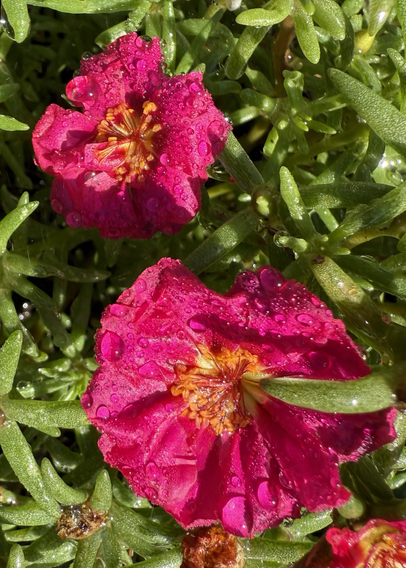 Portulaca flowers