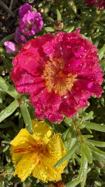 Portulaca flowers