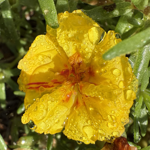 Yellow portulaca flower