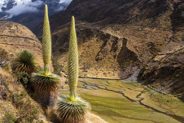 la-puya-de-raimondi-titanka-fleur-reine-des-andes-7