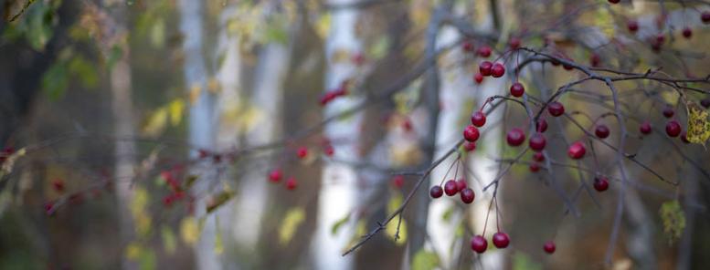 A panorama format photograph, shallow depth of field. Crab apples are in sharp focus in the foreground on the right. To the left and behind, out of focus crab apples are red against the white birch trunks and yellow leaves