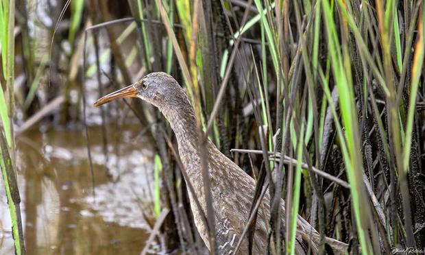upper body shot of a bird with stout orangish bill, gray cheek, brown neck and back, peering out from a bank of cattail stems.