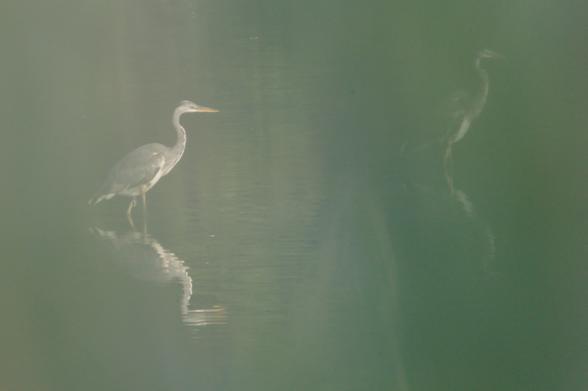 Etwas grünlich verschwommen wie hinter einem Schleier 2 graue Vögel mit langen Beinen und Schnäbeln im Wasser inkl. Spiegelung.