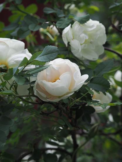 Closeup photo of a Finnish White Rose bush with several flowers blooming.
